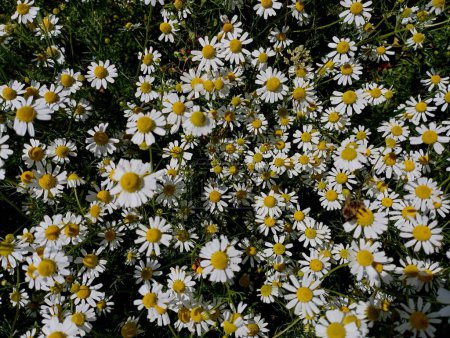 Texture of white small chamomile flowers. Many small wildflowers on a background of green grass. Natural backgrounds and textures.