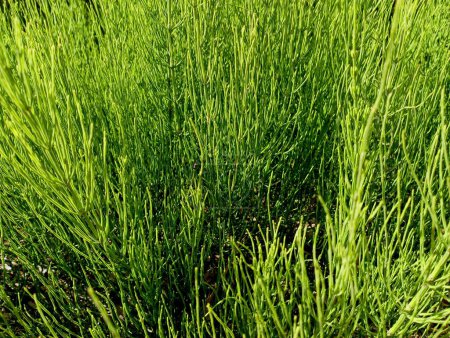 Green texture from horsetail plants. Large thickets of horsetail. Weeds and other field harmful plants.