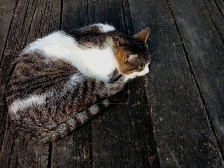 Eine gefleckte Katze liegt auf Eichenholzbrettern, die nach Alter geschwärzt sind. Schöne Hauskatzen. Die Katze ruht auf einer Holzfläche.