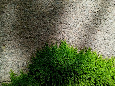 Bright green forest moss covers part of a concrete old gray wall. Beautiful natural backgrounds and textures. Old architecture that is gradually covered with moss.