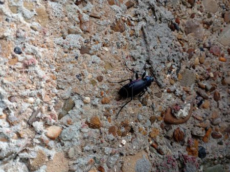 A large black beetle crawls up on the concrete surface of the wall. The topic of insects that are introduced in residential areas. A giant black beetle on a gray concrete stone surface.