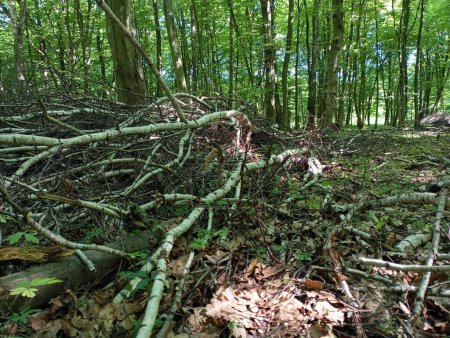 In the middle of the forest, felled tree branches lie between the trees in summer. The topic of deforestation and its clutter.