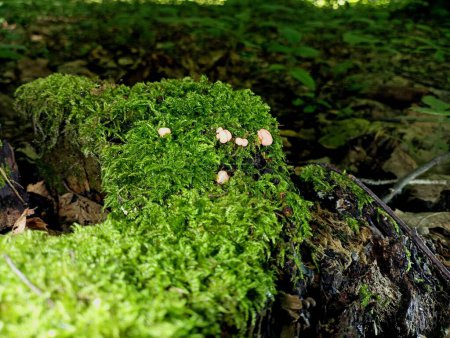 A group of poisonous mushrooms grows on an old stump overgrown with moss.