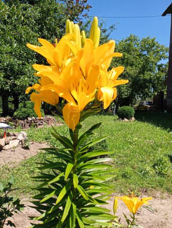 Vertical photo of a bright yellow lily with many flowers against the background of a beautiful grassy yard with a smooth, trimmed lawn. Bright yellow flowers.