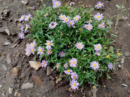Un buisson de petites fleurs violettes de brachycome sur un lit de fleurs. Arrière-plans naturels et textures de petites fleurs.