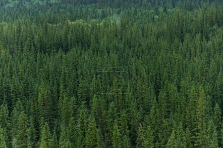 Photo for Aerial shot of green pine tree forest in Banff Canada - Royalty Free Image