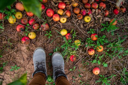 Téléchargez les photos : Bottes grises aux pommes rouges tombées au sol à l'automne saison d'automne - en image libre de droit