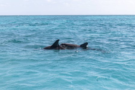 Photo for Wild dolphins swimming to the surface in deep teal sea in Quintana Roo Mexico - Royalty Free Image