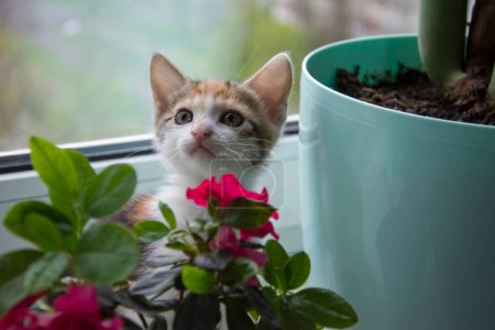 Téléchargez les photos : Un drôle de chaton mignon jette un coup d'oeil derrière les fleurs roses sur le rebord de la fenêtre. - en image libre de droit