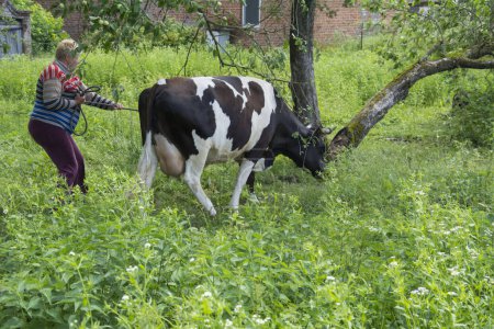 Téléchargez les photos : Une femme conduit une vache sur une corde dans le jardin un après-midi d'été. - en image libre de droit
