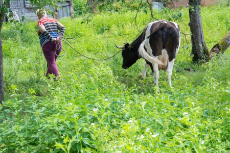 Téléchargez les photos : Une femme conduit une vache sur une corde dans le jardin un après-midi d'été. - en image libre de droit