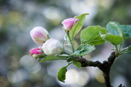 Téléchargez les photos : Les pommiers fleurissent. bourgeons et jeunes feuilles. Humeur printanière et arôme. Réveil d'une nouvelle vie - en image libre de droit