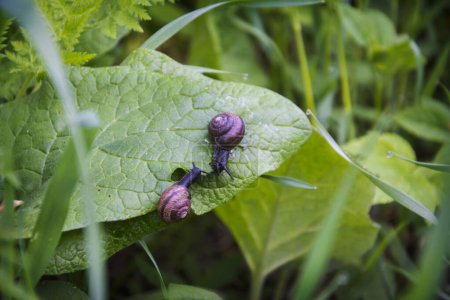 Téléchargez les photos : En été, deux escargots s'assoient sur une bardane dans le jardin. - en image libre de droit