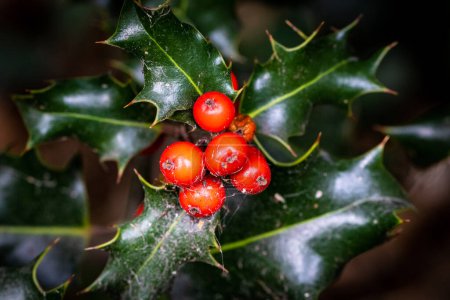 Foto de Bayas y hojas de acebo de Navidad en el fondo del árbol de Navidad - Imagen libre de derechos