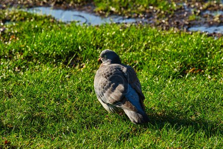 Pigeon on green grass with a water puddle in the background.