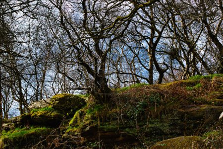 Foto de Foto de paisaje en Brimham Rocks, en North Yorkshire - Imagen libre de derechos
