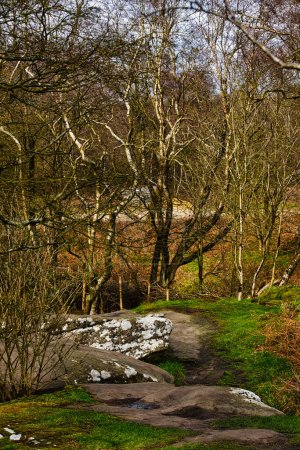 Foto de Tranquila escena forestal con abedules y un sendero rocoso, mostrando la serena belleza de la naturaleza en Brimham Rocks, en Yorkshire del Norte - Imagen libre de derechos