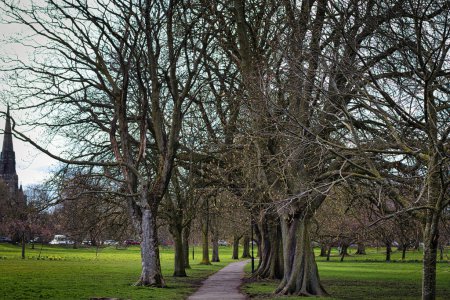Gelassener Parkweg, gesäumt von kahlen Bäumen im zeitigen Frühling, mit sattgrünem Gras auf beiden Seiten, der auf den Beginn neuen Wachstums und natürlicher Schönheit in Harrogate, North Yorkshire, hindeutet.