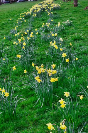 Vibrant yellow daffodils blooming along a winding path in a lush green park, signaling the arrival of spring.