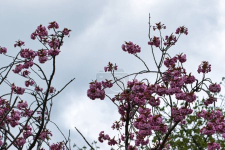 Flores de cerezo rosadas contra un cielo nublado, ramas que llegan hacia arriba