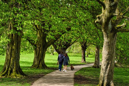 A couple walking their dog under a canopy of lush green trees along a park pathway.