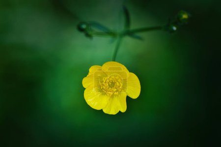 Close-up of a single yellow buttercup flower with a blurred green background.