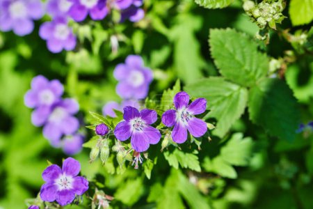 Close-up of vibrant purple wildflowers with green foliage in the background.