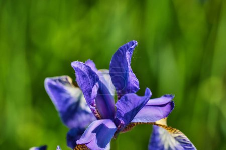 Close-up of a vibrant purple iris flower with a blurred green background.