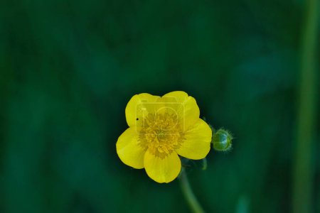 Close-up of a single yellow buttercup flower with a green blurred background.