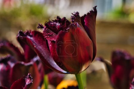 Close-up of a dark purple fringed tulip in a garden with a blurred background.