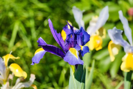 Close-up of a vibrant purple iris flower with yellow accents in a garden, surrounded by green foliage and other flowers.