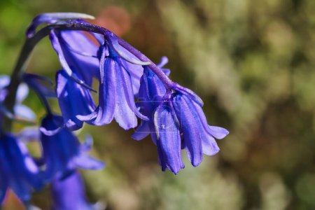 Close-up of a bluebell flower with a blurred natural background.