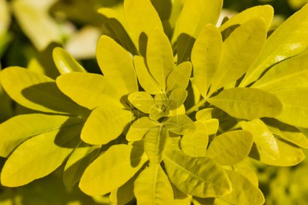 Close-up of bright yellow-green leaves in sunlight, showcasing their texture and vibrant color.