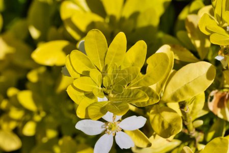 Close-up of a white flower surrounded by yellow-green leaves in a garden.
