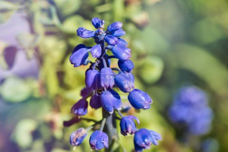 Close-up of a cluster of blue grape hyacinth flowers with a blurred green background.