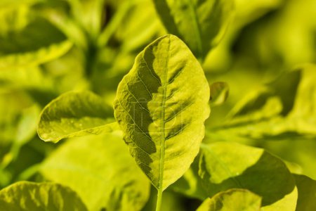 Téléchargez les photos : Close-up of a fresh green leaf with visible veins, bathed in sunlight. The background is blurred with more green leaves. - en image libre de droit