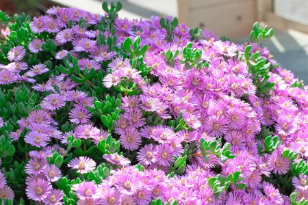 A vibrant cluster of pink ice plant flowers in full bloom with green succulent leaves.