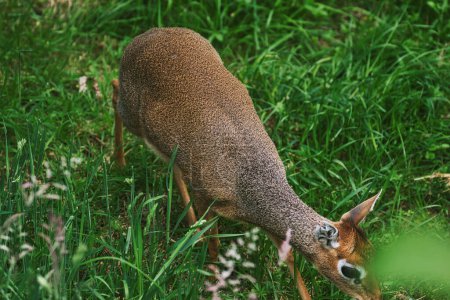 A close-up of a small antelope grazing in a grassy field. The antelope has a brown coat with a slightly rough texture and is surrounded by lush green vegetation.