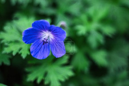 Nahaufnahme einer einzelnen blauen Blume mit grünen Blättern im Hintergrund.