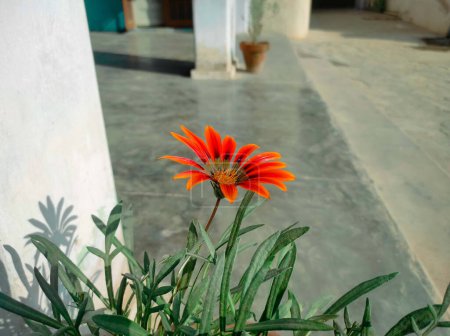 Orange Gazania flower. Close up of gazania rigens or gazania linearis.