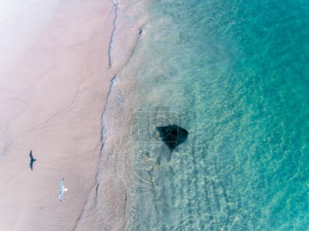 Photo for Aerial view of Stingray and bird at the beach in the crystal clear turquoise water in Cervantes, Western Australia, Australia. Blue Ocean, Top View, Coastal, Seascapes. - Royalty Free Image