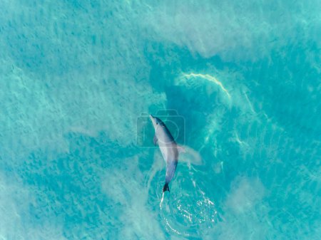 Téléchargez les photos : Vue aérienne du dauphin nageant sous l'eau dans une eau turquoise cristalline à Margaret River, Australie occidentale, Australie. Dauphin ludique dans l'océan bleu. vue sur le dessus, vue sur le littoral, paysages marins. - en image libre de droit