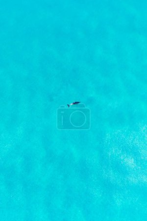 Téléchargez les photos : Vue aérienne du dauphin nageant sous l'eau dans une eau turquoise cristalline à Margaret River, Australie occidentale, Australie. Dauphin ludique dans l'océan bleu. vue sur le dessus, vue sur le littoral, paysages marins. - en image libre de droit