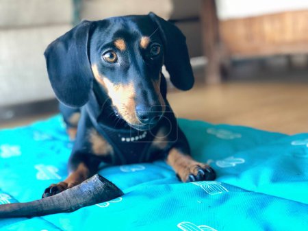 Photo for Cute miniature dachshund puppy wearing a harness with a bone. Black and tan sausage dog. - Royalty Free Image