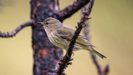 Photo for A female cape may warbler perched in a tree - Royalty Free Image