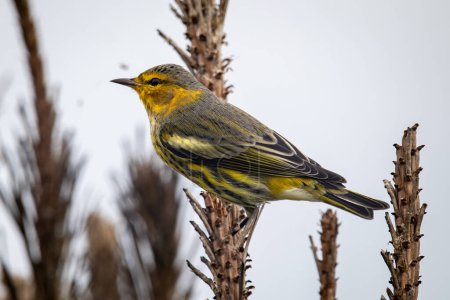 Photo for A male cape may warbler perched on a branch - Royalty Free Image
