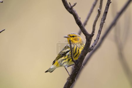 Photo for A male cape may warbler perched in a tree - Royalty Free Image