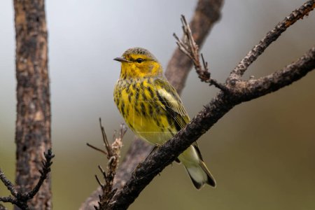 Photo for A male cape may warbler standing on a branch - Royalty Free Image