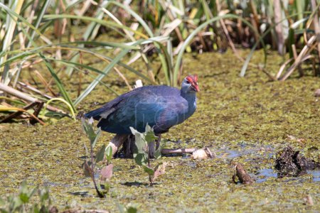 Photo for A Grey-headed Swamphen in the Florida Marshes - Royalty Free Image