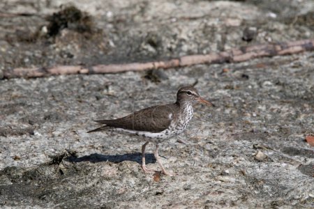 Photo for A spotted sandpiper standing on the shoreline - Royalty Free Image